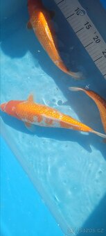 Prodam KOI pouze uznavane variery - 12