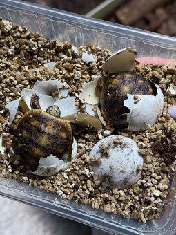 želva uhlířská Geochelone carbonaria - 12