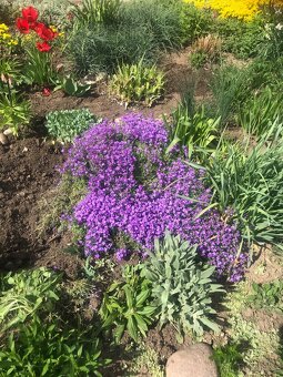 Trvalky a víceletky-LEN OSOBNÝ ODBER BRNO - 12