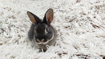 Zakrslý králík, králíček -(REX)-DAISY - 12