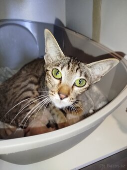 Orientální koťata - 12