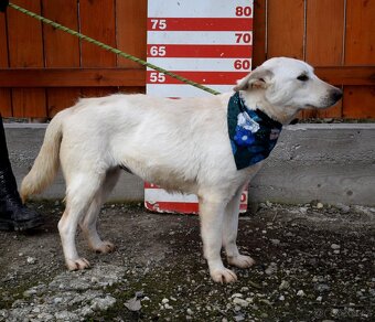 NAIMA K ADOPCI - 1 ROK, NĚŽNÁ, MILÁ, VHODNÁ K DĚTEM - 12