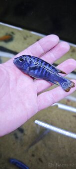 Tlamovci Malawi - 12