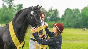 Připouštění Welsh cob - D - 12
