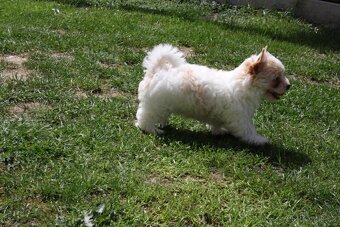 Yorkshire Terrier Golddust – štěňátka k odběru ihned - 12