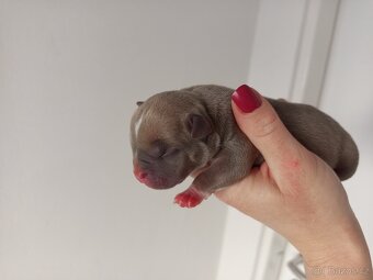 American bully pocket s PP - 12