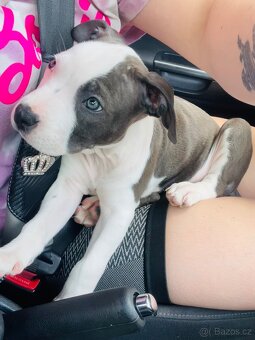 Americký stafordširský teriér - 12