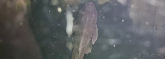 Akvarium - 12