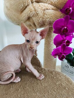 Sphynx koťátka - 12