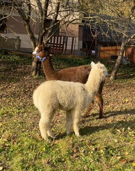 Lama alpaka - 12