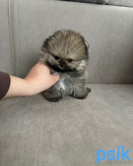 Pomeranian mini - 12