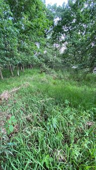 Prodej lesního pozemku - 12