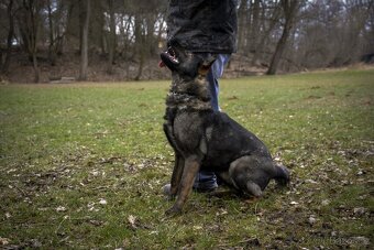 Německý ovčák s PP - 12