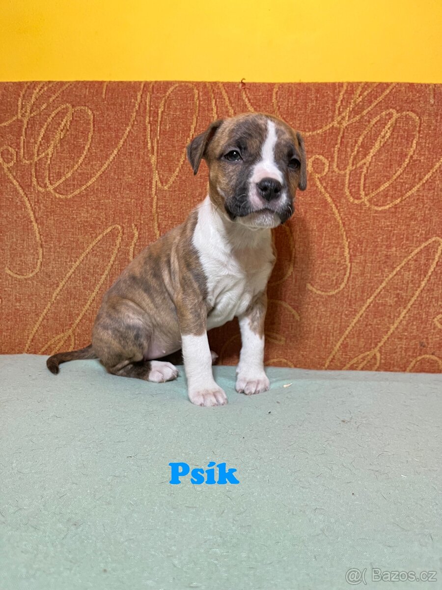 Americky Stafordšírský Terier šteniatka - 13