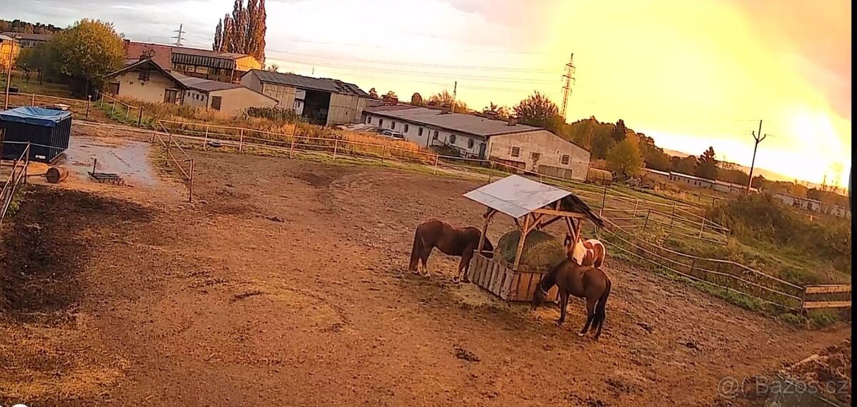 Ustájení a výcvik koní - 13
