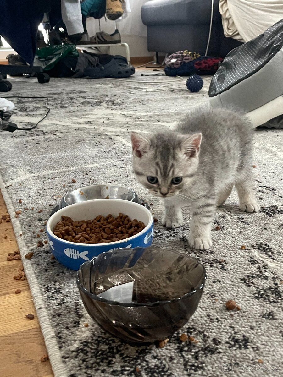 Koťátka - 13