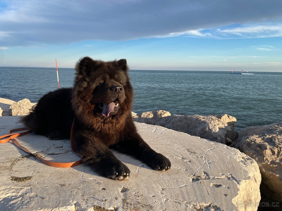 Hledáme fenku na krytí - Chow Chow (Čau Čau) - 13