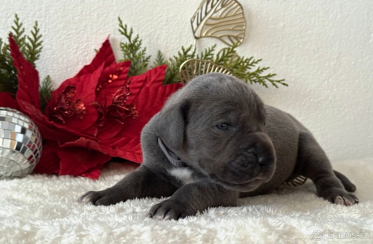 Německá doga modrá - 13