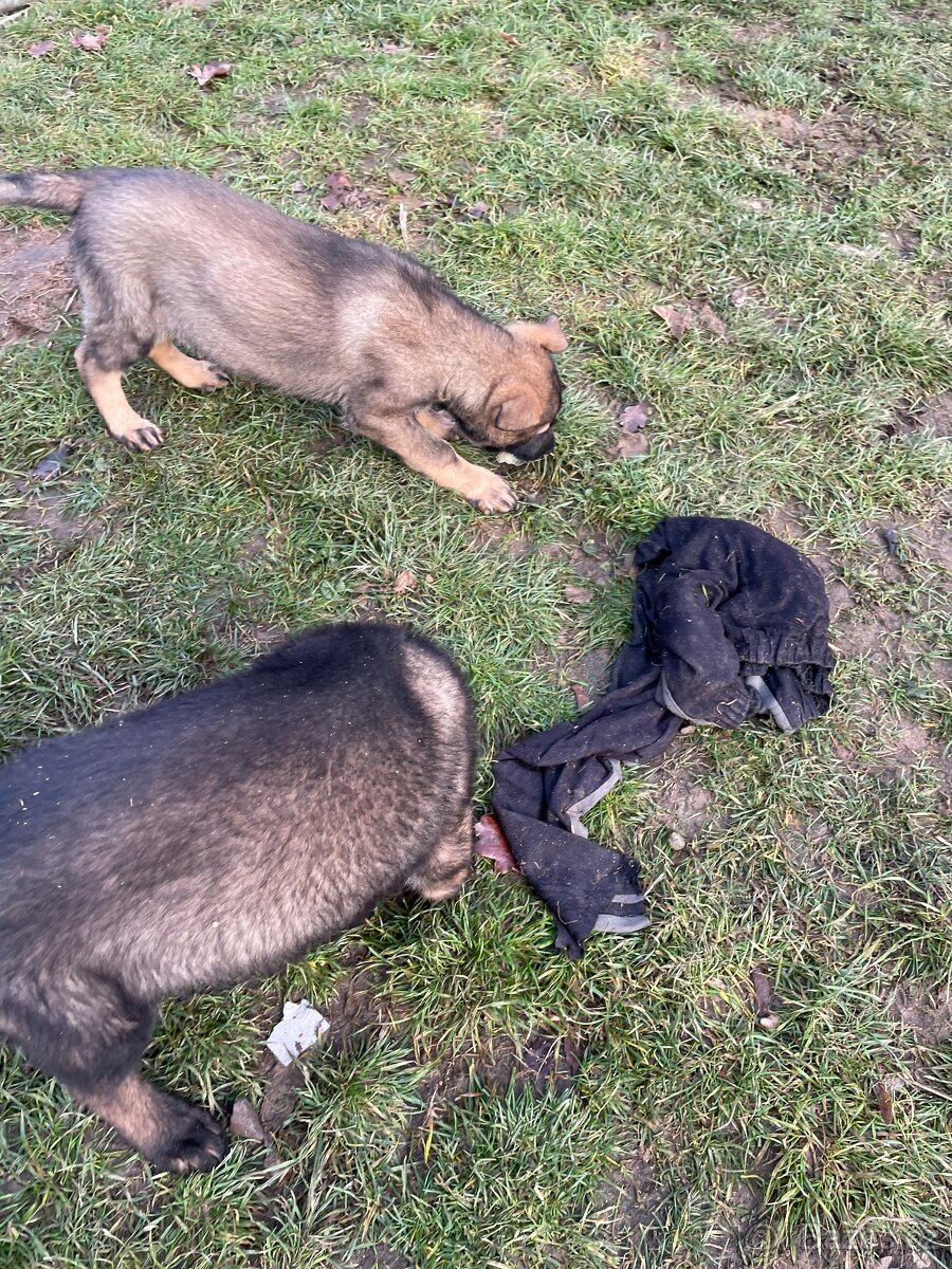 Německý ovčák - 13