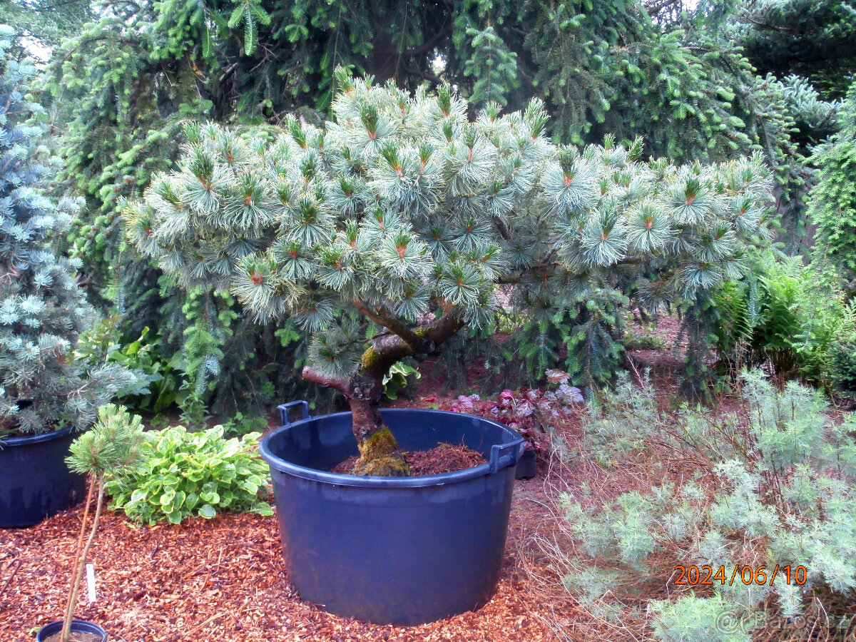 Bonsaje a okrasné dřeviny - 13