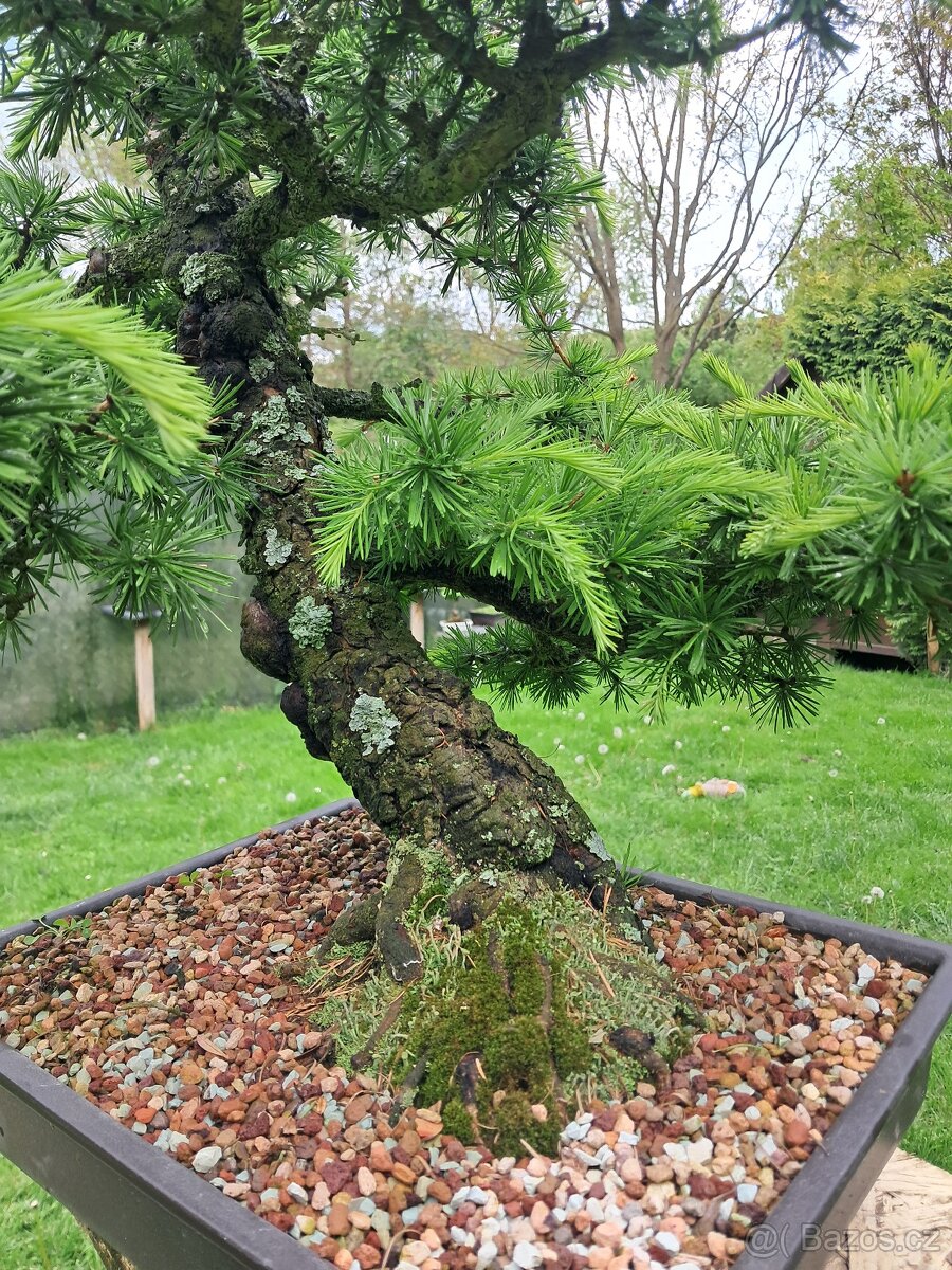 Bonsaj,bonsai - 13