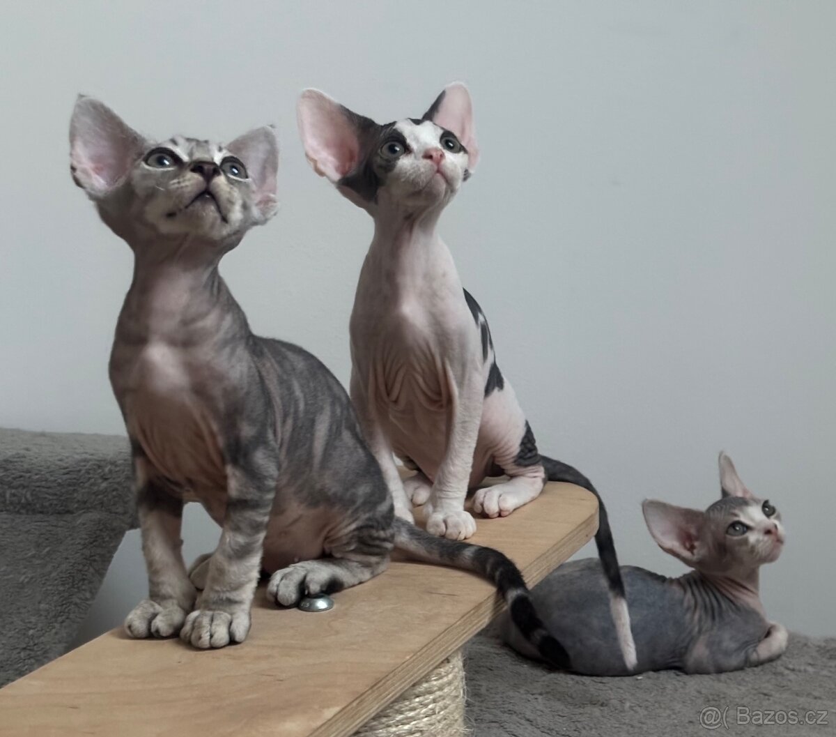 Devon Rex koťátka s PP FIFe - 13