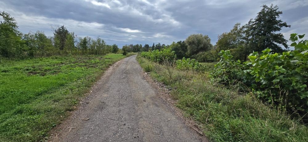 Prodej zahrady 3.737 m² v Borku - 13