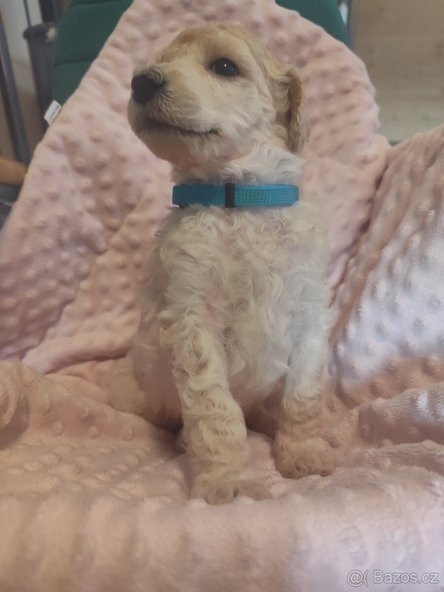 Pudl velký bílý - 13