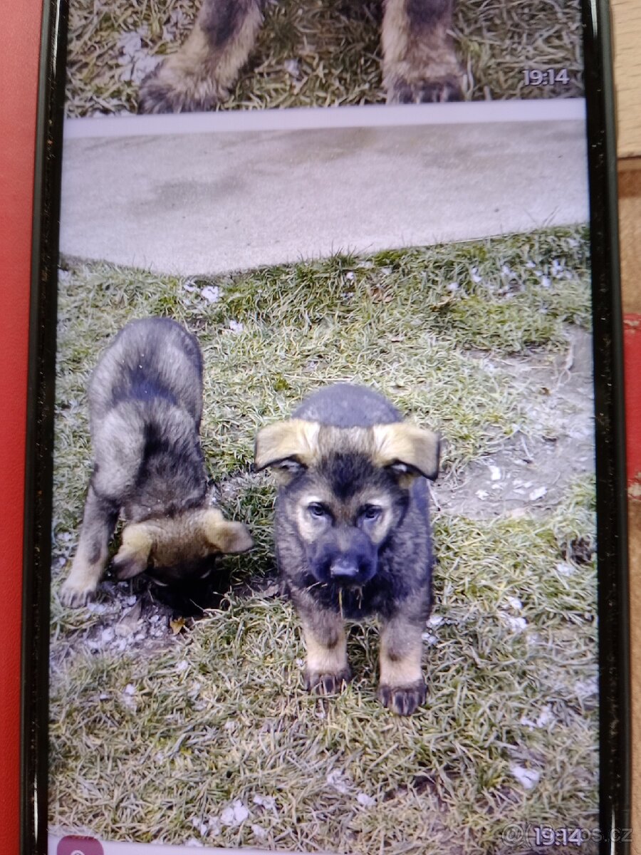 Německý ovčák - 13