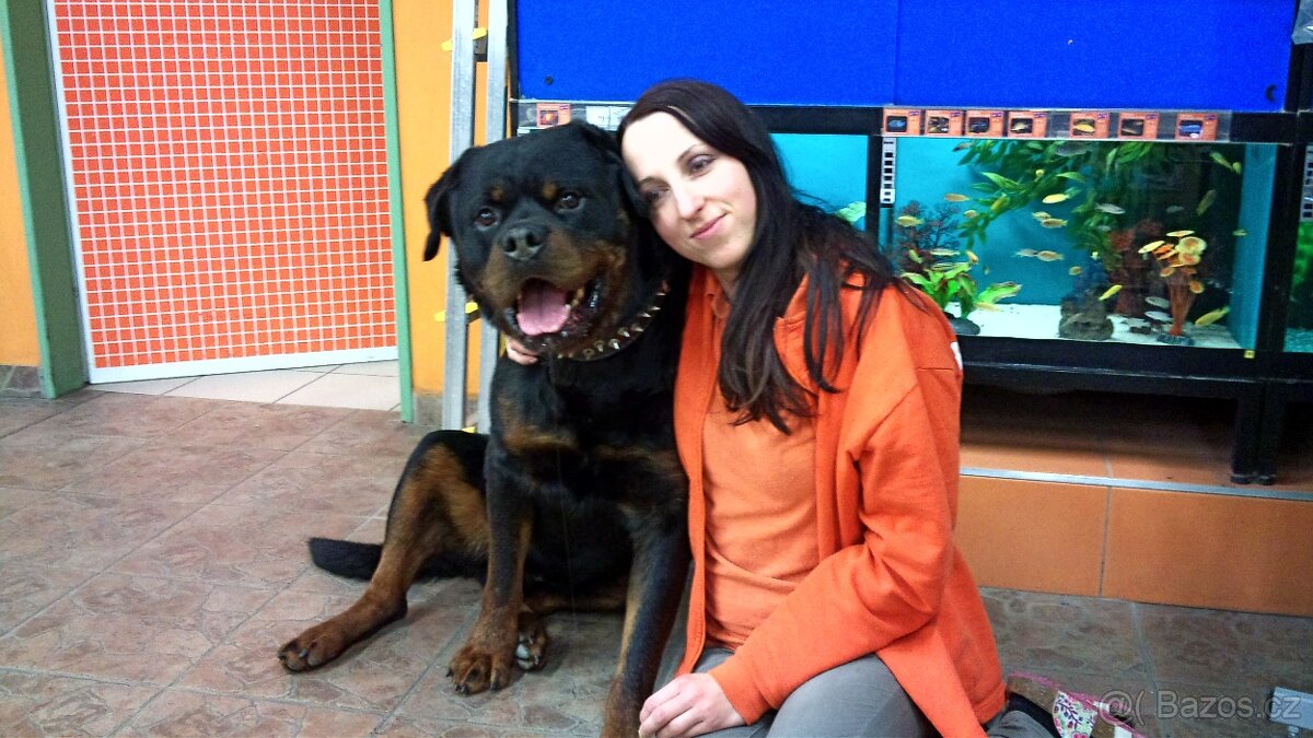 Rotvajler, rottweiler, RTW s PP – KE KRYTÍ - 13