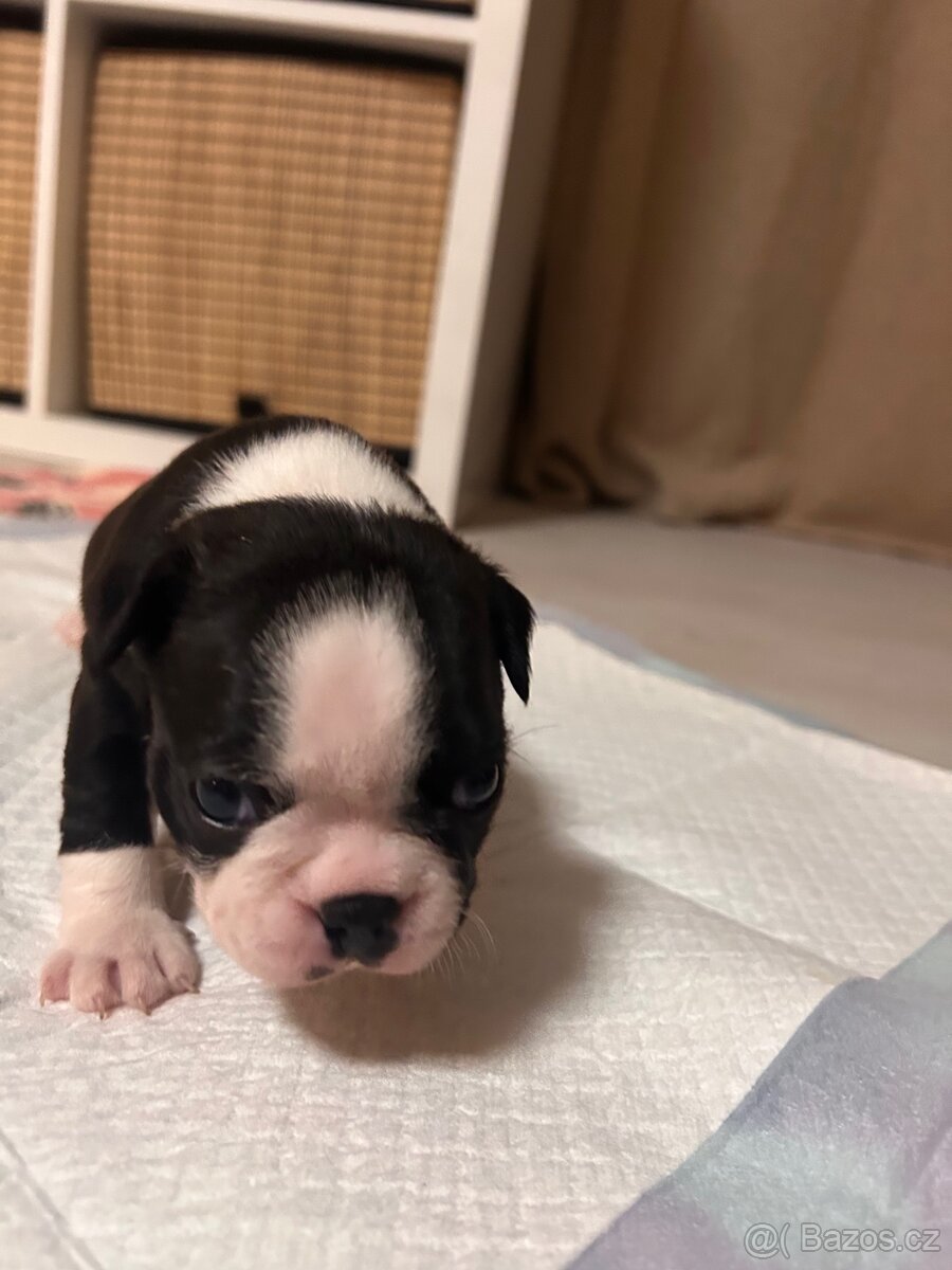 Bostonský teriér - 13