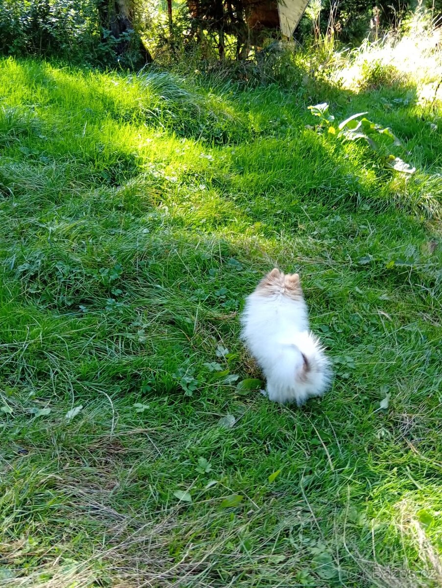 Pomeranian - 13