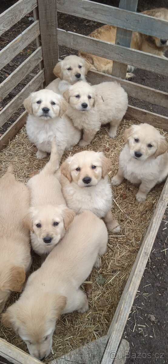 Zlatý retrívr - 13