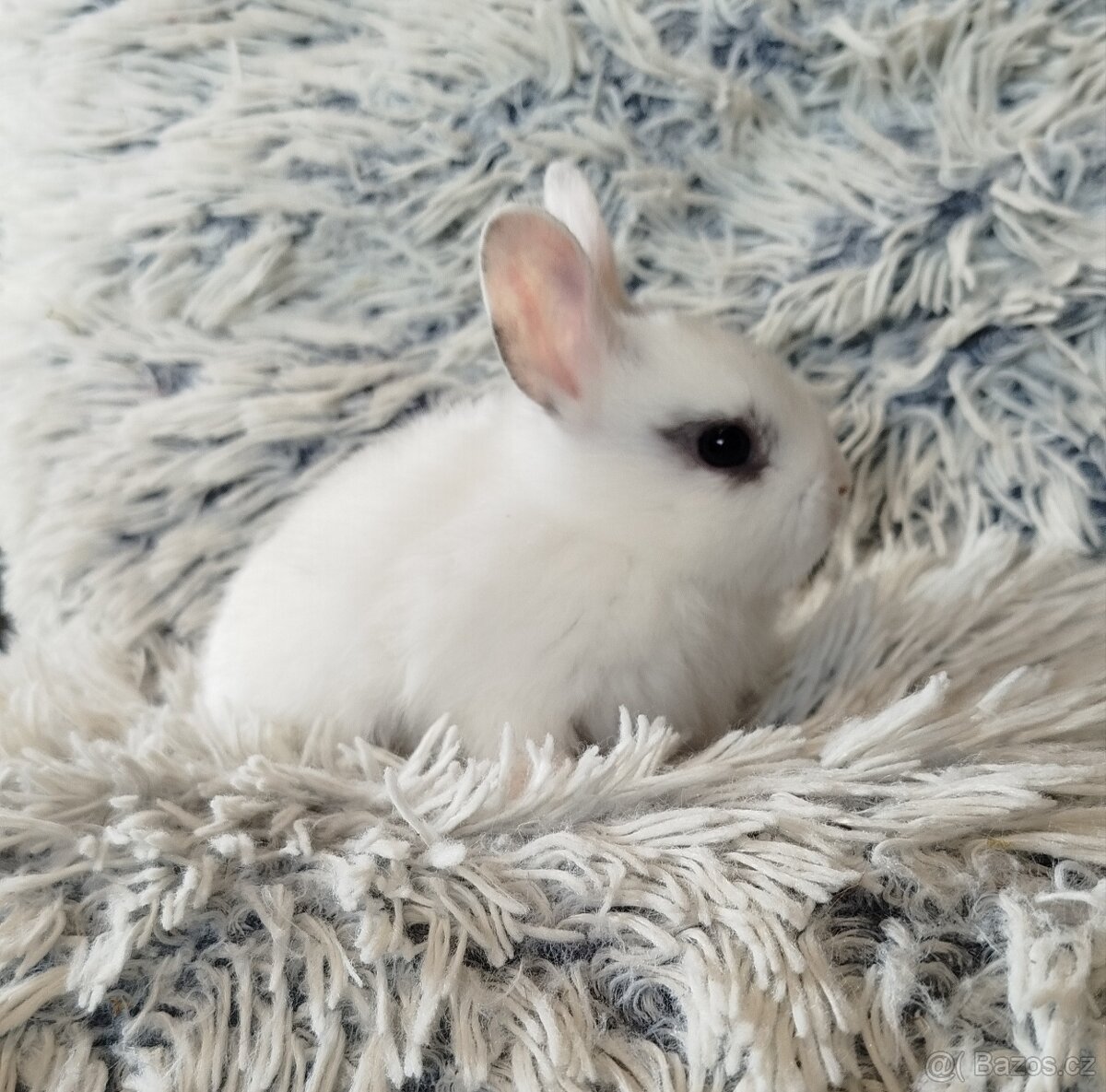 Zakrslý králík - 13