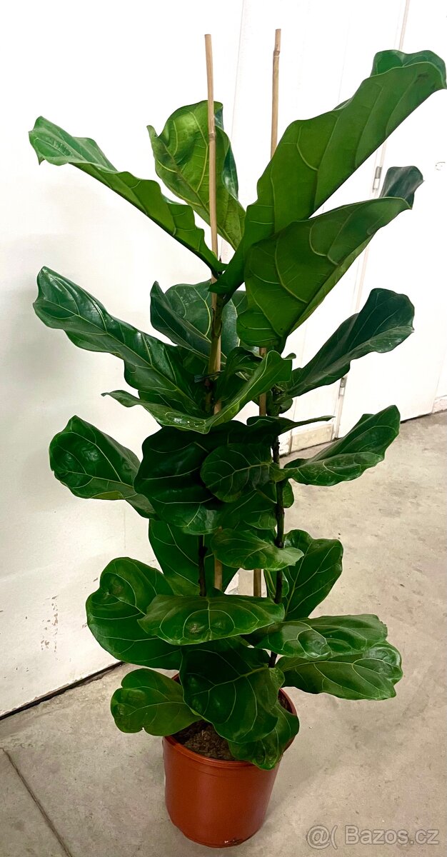 Exotické pokojovky - 13