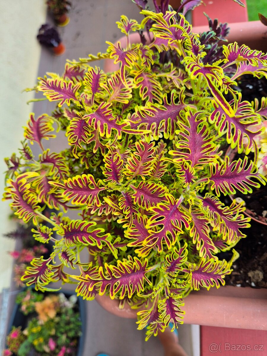 Africké okrasné kopřivy COLEUS SEMENA - 13