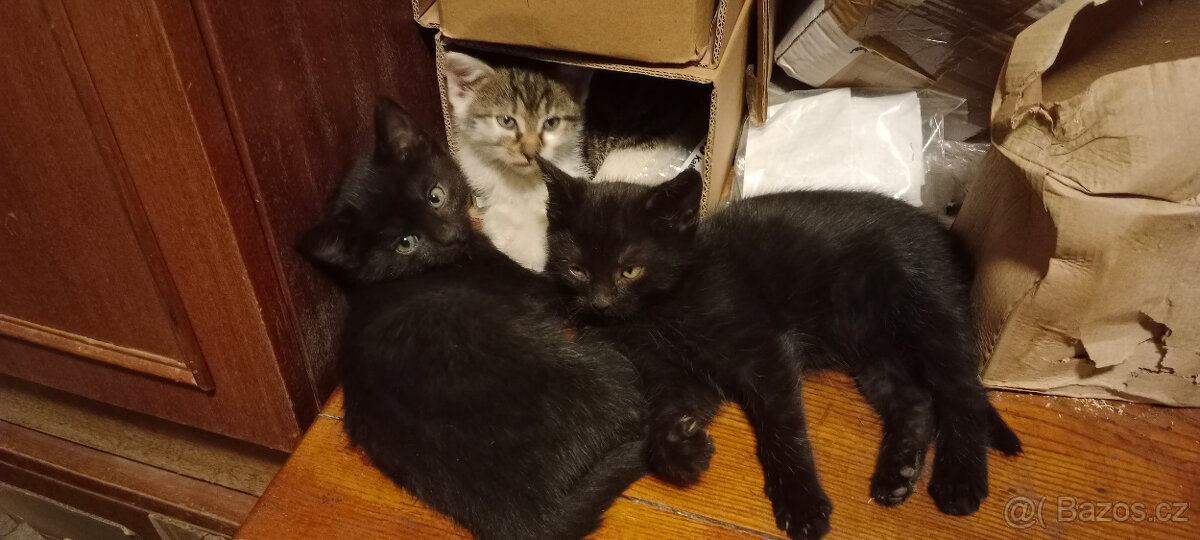 DARUJEME koťátko, kotě, kocourka, kočičku, koťátka - 13