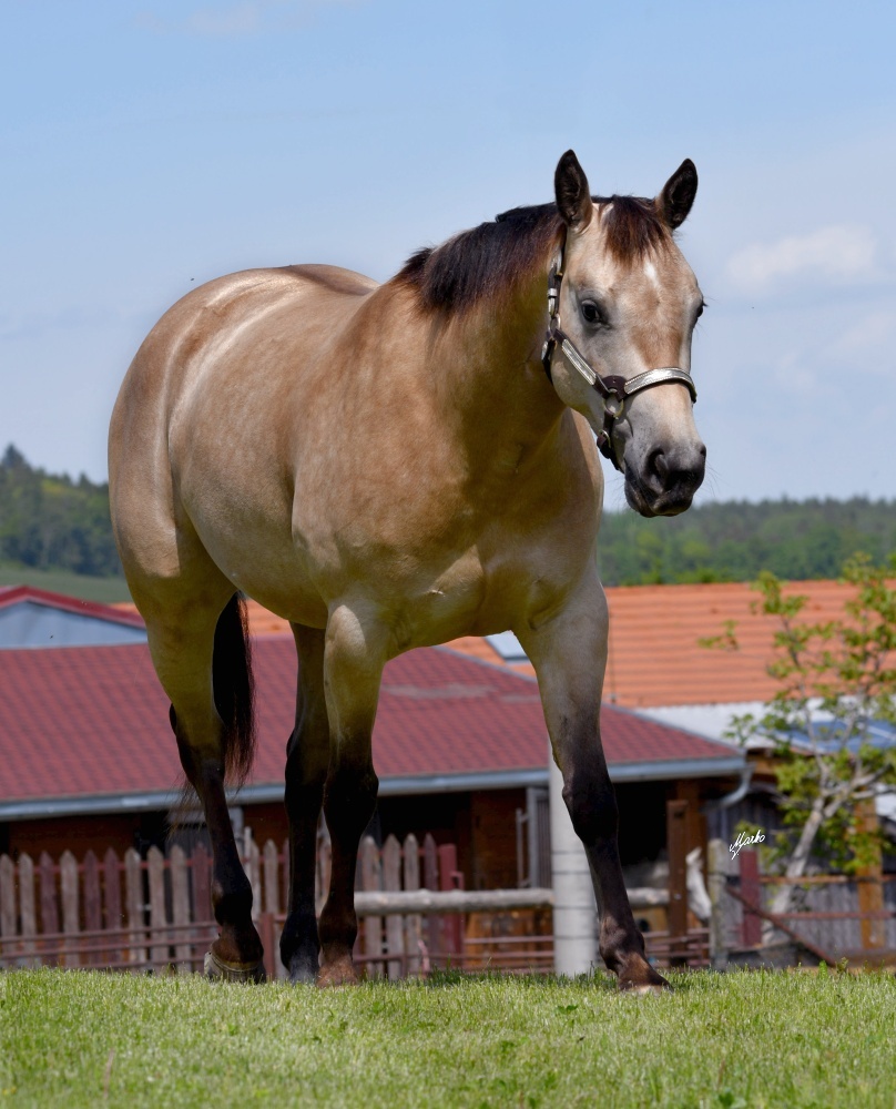 Appaloosa hřebeček - 13