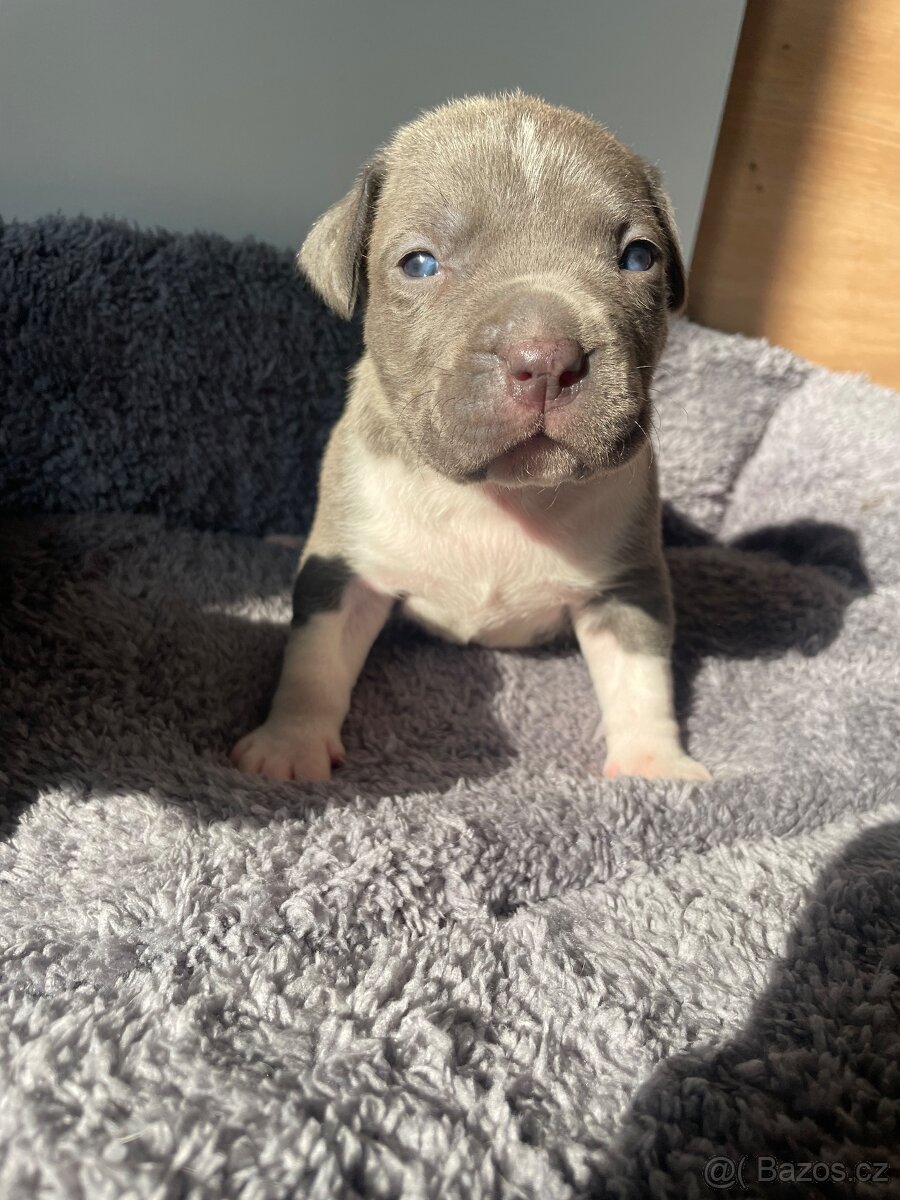 American Bully x Staford - 13