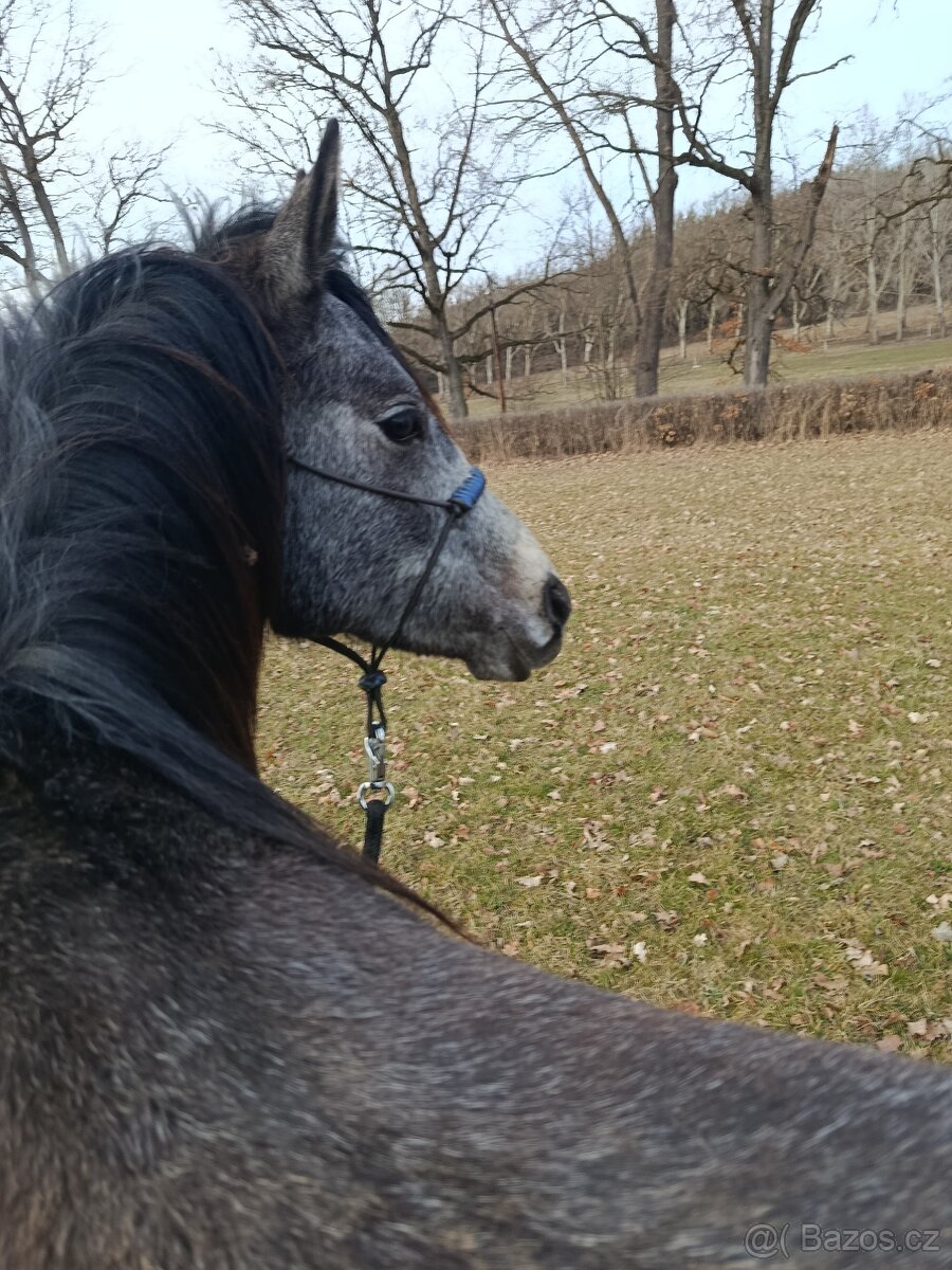 Pastevní ustájení - 13