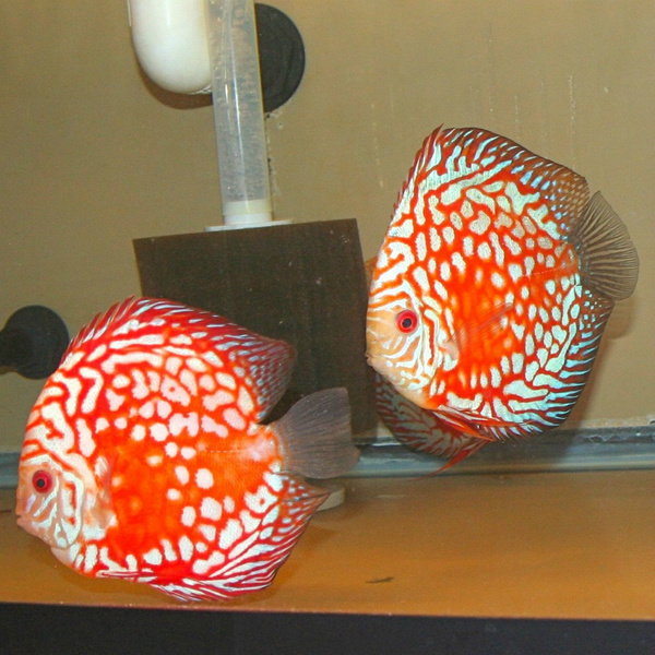 Prodej terčovců, L-sumců, skalár, rejnoků a jiných ryb - 13