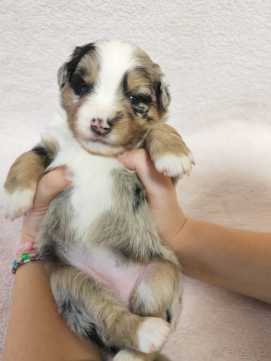 Štěňata Miniaturní americký ovčák s PP - 13