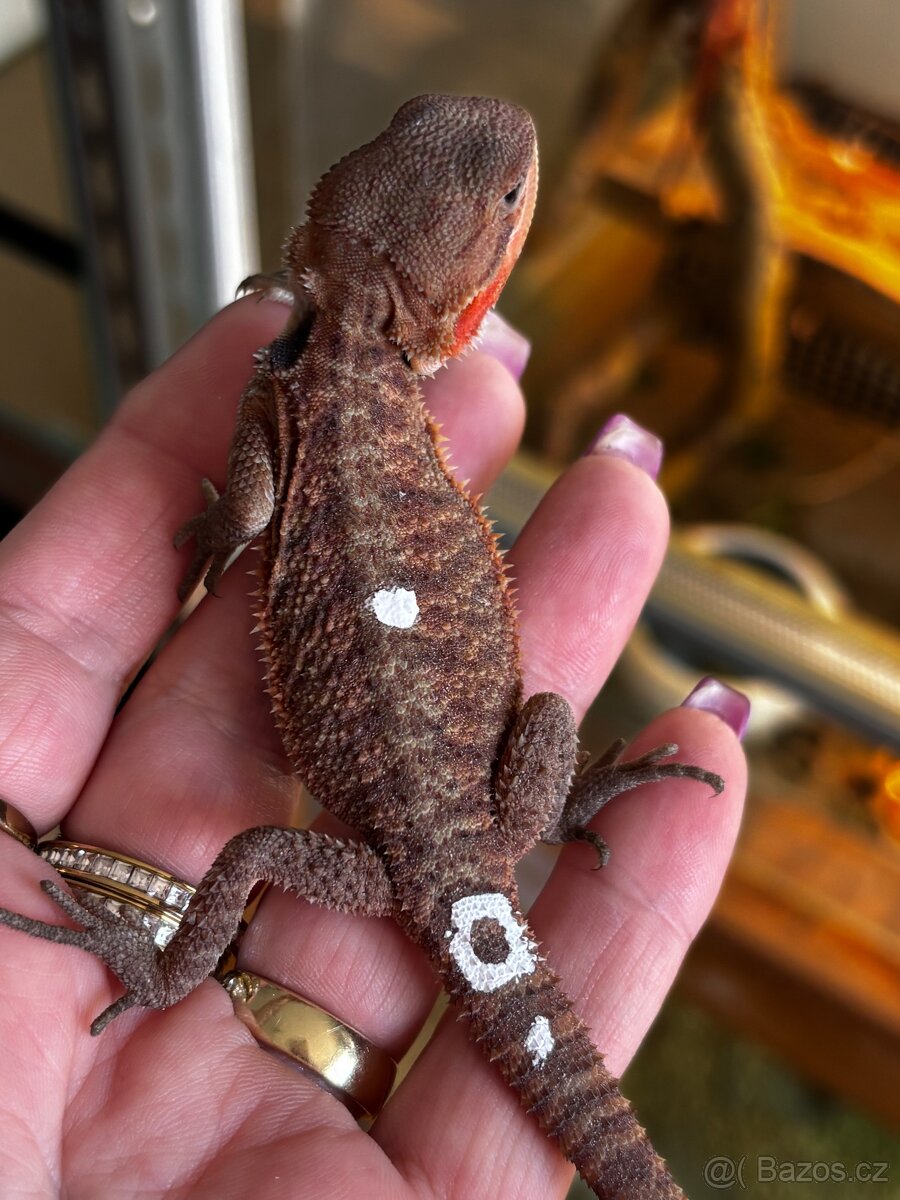 Agama vousata samicky - 13