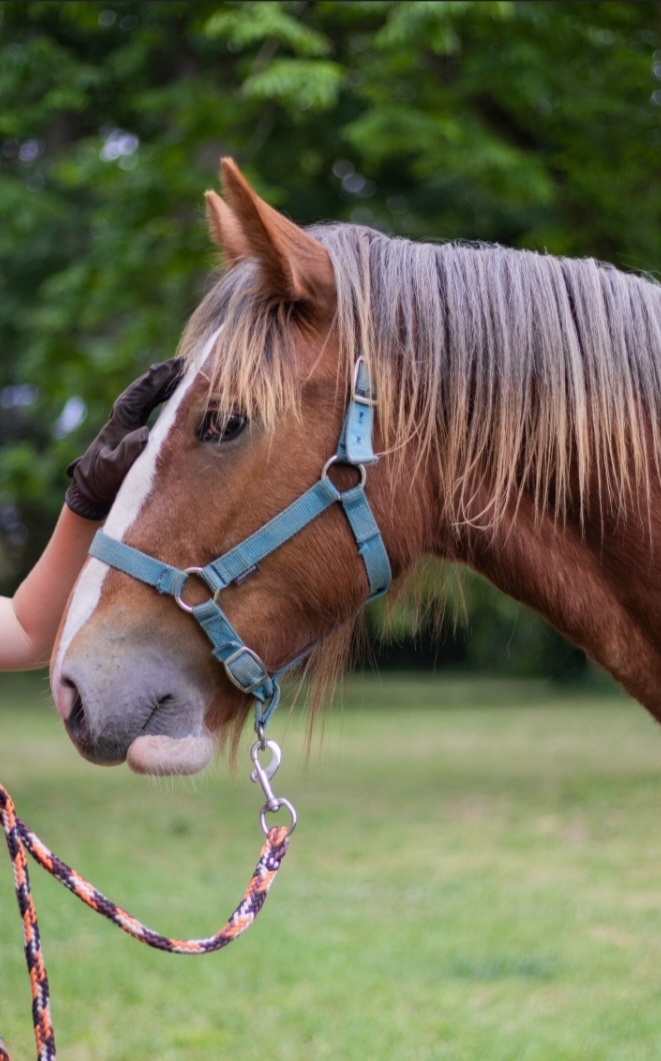 Drum horse hřebec, matka Shire horse, otec irský cob - 13