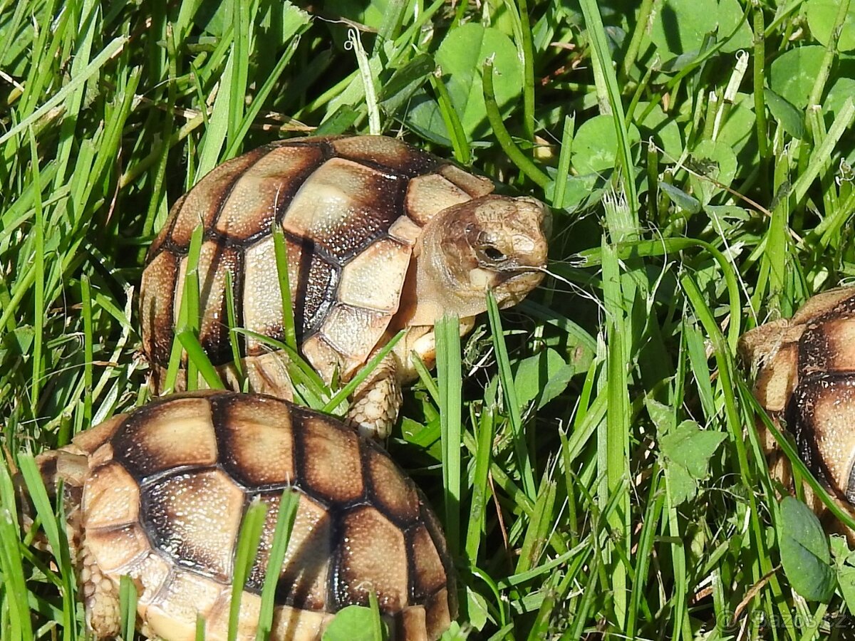 Malé suchozemské želvy - 13