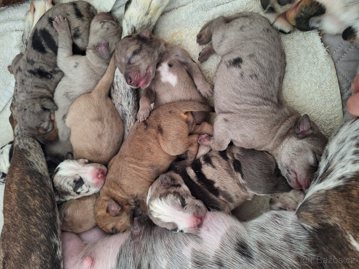 Louisianský leopardí pes s PP - 13