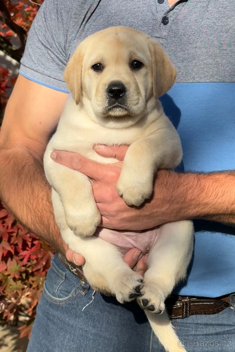 🐾 Labradorský retrívr s PP – štěňátka k odběru ihned 🐾 - 13