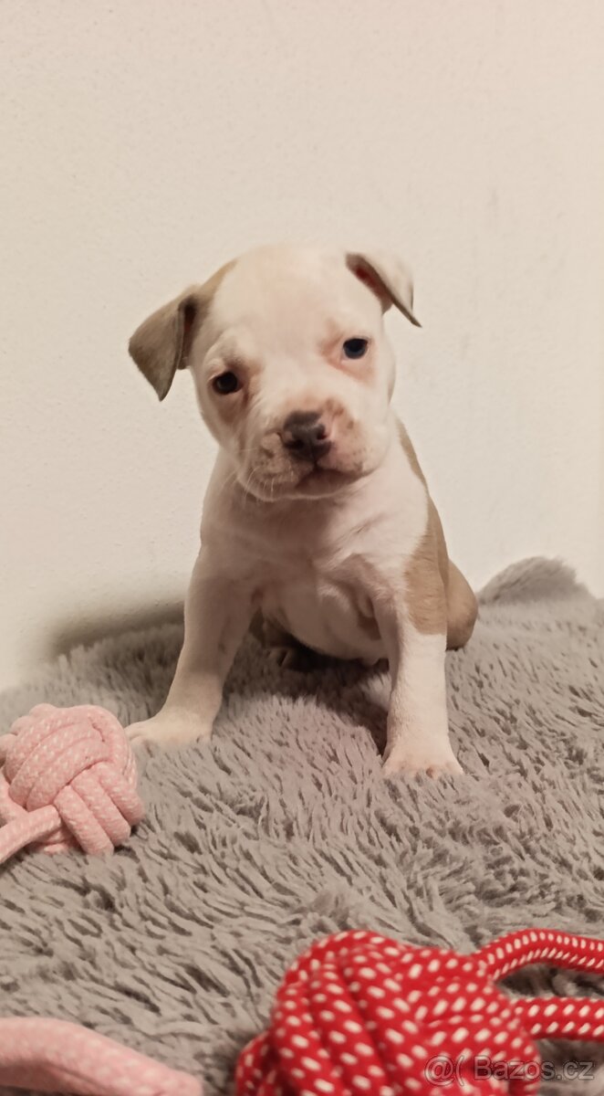 American Bully Standard - 13