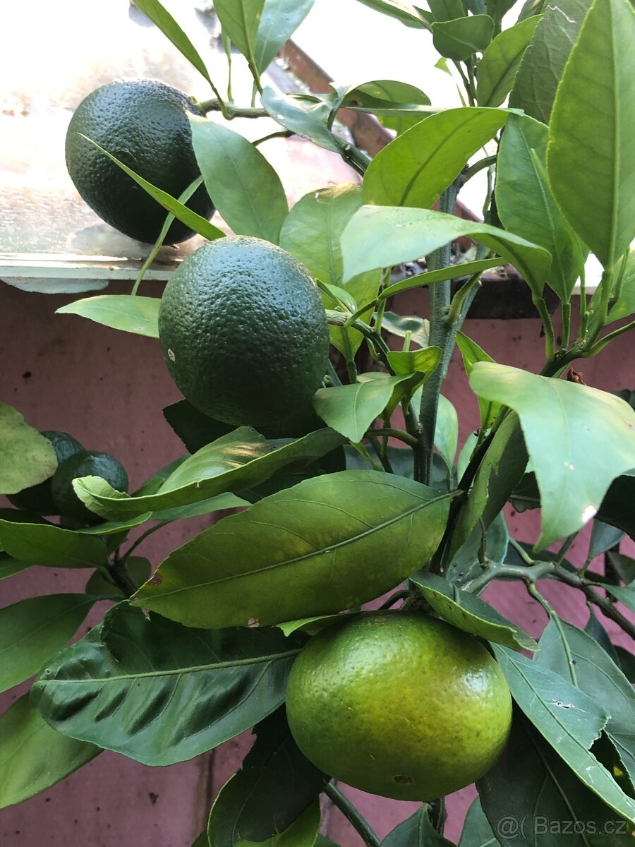 prodej plodících citrusů - 13