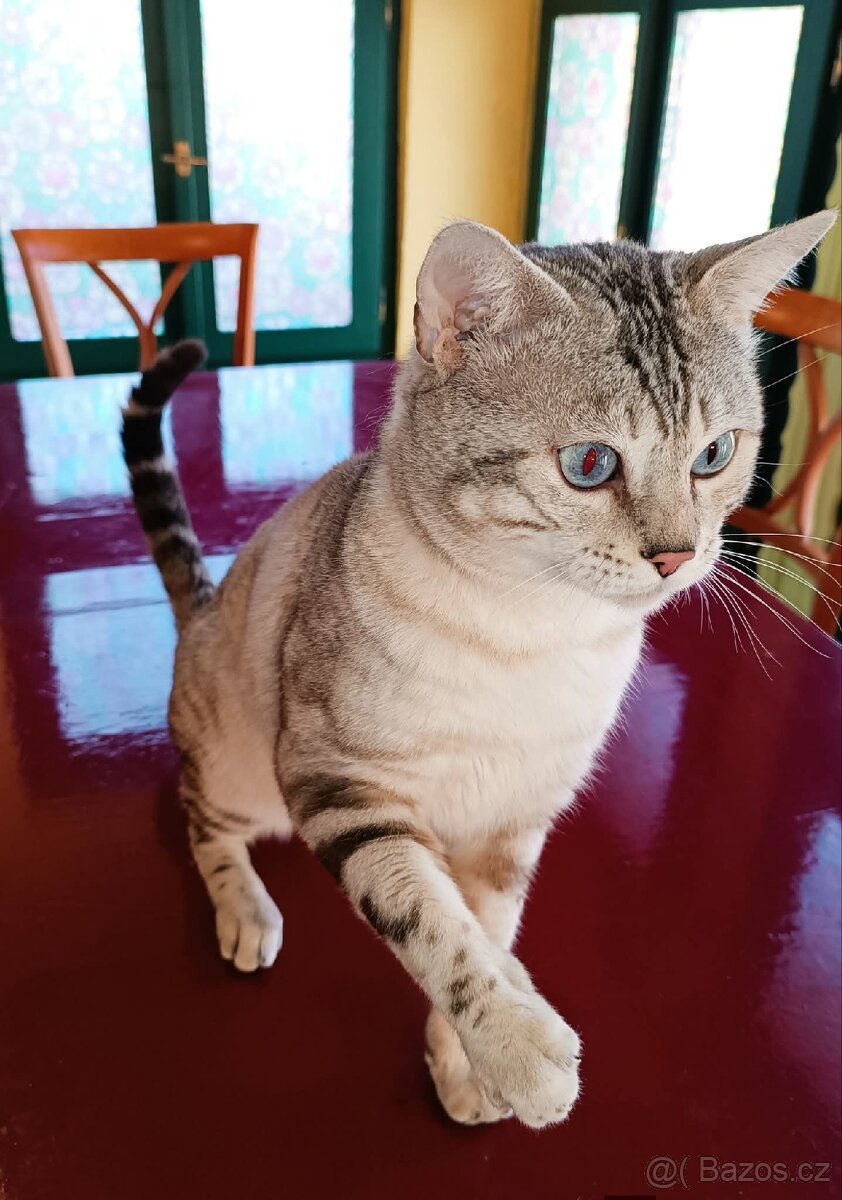 Předběžná rezervace Bengálských koťátek s PP SILVER SNOW - 13